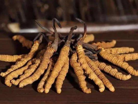 Grade 5A Tibet Wild Cordyceps Sinensis Dong Chong Xia Cao Gift Box 28g 5A级野生西藏冬虫夏草 28克 1安士